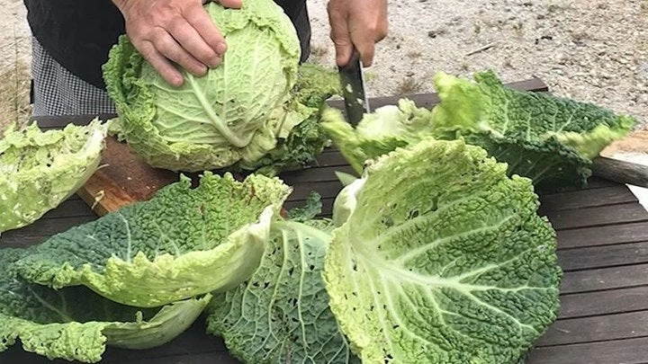 Δείτε το μεγαλύτερο λάχανο του κόσμου -Στο μέγεθος ενός… ανθρώπου